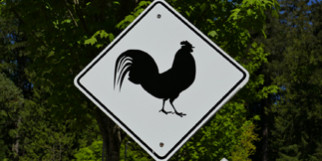 Le testament du coq Maurice