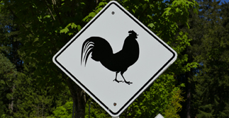 Le testament du coq Maurice